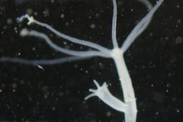 Купить наркотики томск